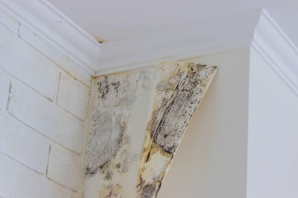 Trusted Golden Glades, FL Mold Inspection, Removal & Remediation Experts